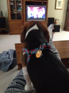 The prog dog - Snickers. She thoroughly enjoyed Breaking the Fourth Wall from the comfort of my lap. Metal puts her right to sleep.