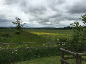 From my hike along the road